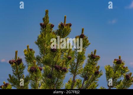 Whitebark Pine, Pinus albicaulis, hoch in der Buckhorn Wilderness, Olympic National Forest, Olympic Mountains, Washington State, USA Stockfoto