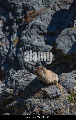 Olympic Marmot, Marmota olympus, in the Buckhorn Wilderness, Olympic National Forest, Olympic Mountains, Washington State, USA Stockfoto