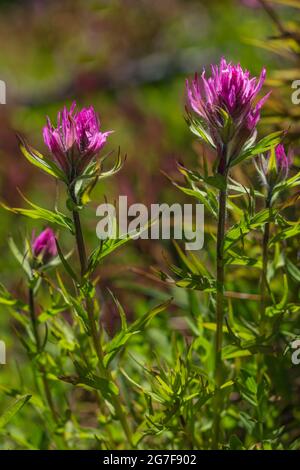 Kleinblühiger Pinsel, Castilleja parviflora, am Marmot Pass in der Buckhorn Wilderness, Olympic National Forest, Olympic Mountains, Washington Street Stockfoto