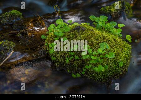 Big Quilcene River auf dem Weg zum Marmot Pass in der Buckhorn Wilderness, Olympic National Forest, Olympic Mountains, Washington State, USA Stockfoto