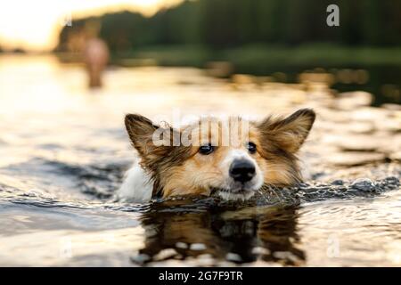 Der Hund schwimmend in einem See Stockfoto