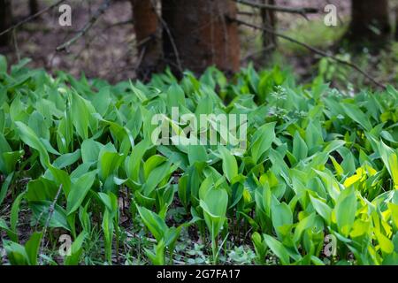 Maiglöckchen Blätter im Frühlingswald. Maiglöckchen Laub. Stockfoto