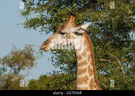 Jiraffa, Giraffa camelopardalis, in afrikanischer Umgebung in Savannah, Kruger National Park, Südafrika. Stockfoto