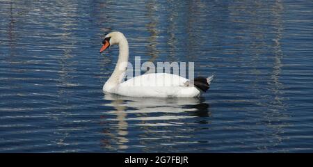 GENF, SCHWEIZ - 12. Aug 2012: Ein wunderschöner weißer Schwan schwimmt im Genfer See. Stockfoto