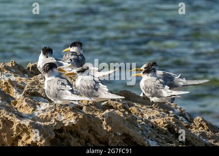 Greater Crested Terns, Sterna bergii bei PT Roadknight, Anglesea, Victoria, Australien Stockfoto