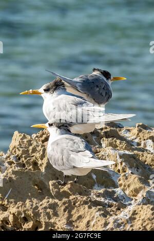 Greater Crested Terns, Sterna bergii bei PT Roadknight, Anglesea, Victoria, Australien Stockfoto