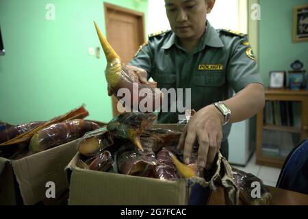 Jakarta, Indonesien. Juli 2013. Ein Beamter der indonesischen Naturschutzbehörde (BKSDA) zeigt die Schnäbel der Hornvögel, die vom internationalen Flughafen Soekarno-Hatta in Jakarta aus nach China geschmuggelt wurden. Stockfoto