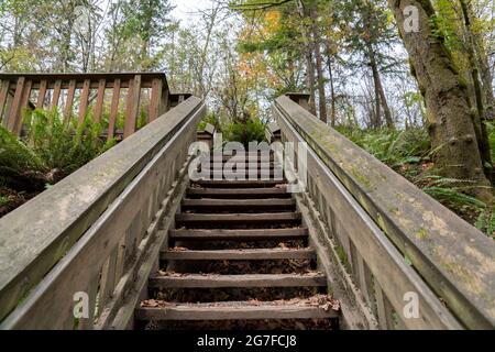 Treppe mitten in einem Wald in Tacoma, Washington Stockfoto