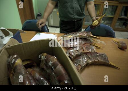 Jakarta, Indonesien. Juli 2013. Ein Beamter der indonesischen Naturschutzbehörde (BKSDA) zeigt die Schnäbel der Hornvögel, die vom internationalen Flughafen Soekarno-Hatta in Jakarta aus nach China geschmuggelt wurden. Stockfoto