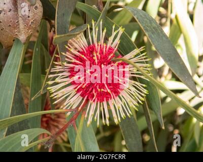 Hakea laurina, Nadelkissen Hakea Stockfoto