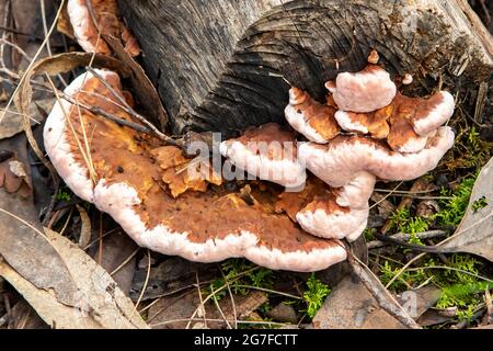 Fistulina hepatica, Beefsteak-Pilz Stockfoto