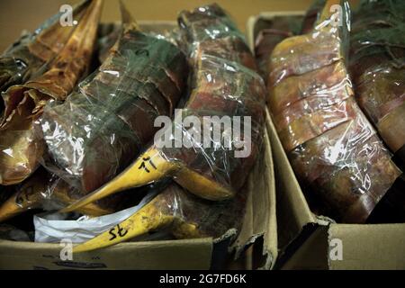 Jakarta, Indonesien. Juli 2013. Schnäbel von Hornbills, die vom internationalen Flughafen Soekarno-Hatta in Jakarta nach China geschmuggelt wurden. Fotografiert im Büro der indonesischen Naturschutzbehörde (BKSDA) in Jakarta. Stockfoto