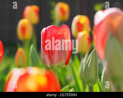 Bunte Tulpen wachsen in einem Garten Stockfoto