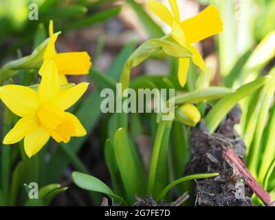Gelbe Narzissen wachsen im Blumenbeet Stockfoto