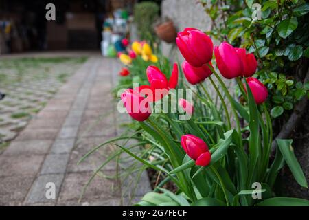 Gepflanzte rote Tulpen blühen in der Saison. Nahaufnahme von bunten Blumen in einem Garten im Freien. Stockfoto