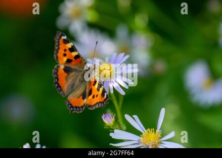 Auf dem Rasen ein roter Schmetterling auf einer Blume des Dorfes Stockfoto