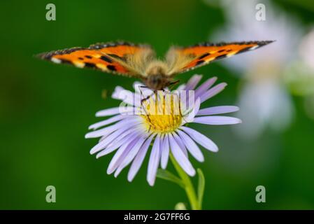 Im Sommer sitzt ein farbenfroher Schmetterling auf einer Blume Stockfoto