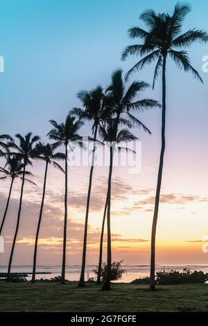Tropische Palmen Reihen sich im Morgenlicht am Strand entlang. Der dramatische Sonnenaufgang umschmeicheln die Palmen am Strand Stockfoto