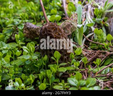 Wildpilze, die im Frühjahr auf dem Waldboden wachsen Stockfoto