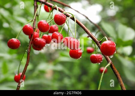 Leckere Kirschen auf Baum im Garten Stockfoto