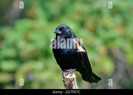 Ein erwachsener Rüde Rotflügelamsel 'Agelaius phoenicus', der auf einem toten Baumzweig in einem sumpfigen Gebiet im ländlichen Alberta, Kanada, thront. Stockfoto