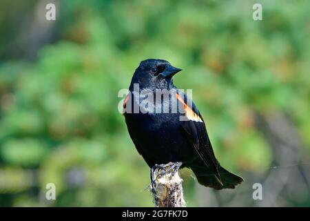 Ein erwachsener Rüde Rotflügelamsel 'Agelaius phoenicus', der auf einem toten Baumzweig in einem sumpfigen Gebiet im ländlichen Alberta, Kanada, thront. Stockfoto