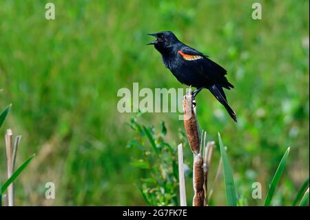 Ein erwachsener Rüde der Rotflügelamsel 'Agelaius phoenicus', der von der Spitze eines Rohres aus in einem sumpfigen Gebiet im ländlichen Alberta Kanada ruft. Stockfoto