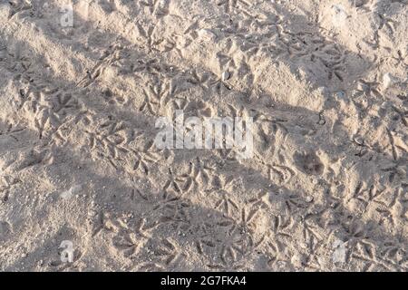 Die Fußabdrücke der Vögel einer Möwe krallen sich auf einem schlamtrigen Lehmboden Stockfoto