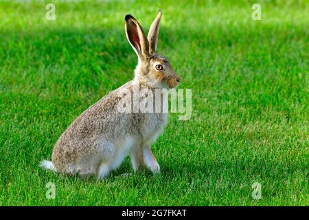 Ein wilder Weißschwanzkaninchen (Lepus townsendii), der auf einem frisch geschnittenen Rasen in einer städtischen Umgebung in Alberta, Kanada, sitzt. Stockfoto