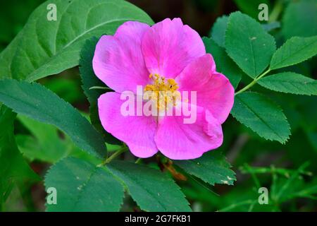 Eine rosa Rose „Rosa acicularis“, die im ländlichen Alberta Kanada wild wächst Stockfoto