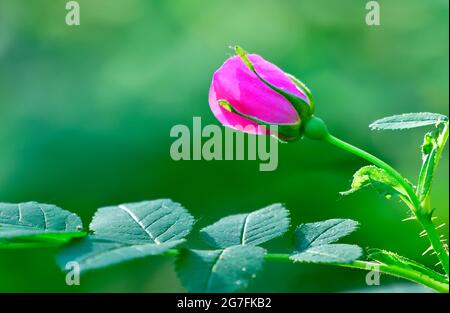 Eine wilde Rosenblüte (Rosa acicularis); die im Frühjahr im ländlichen Alberta Kanada aus einem Meer grünen Laubs hervortritt Stockfoto