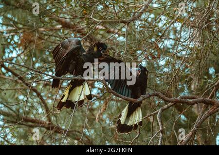 Gelbschwanziger schwarzer Kakadu sitzt auf einem Baum. Stockfoto