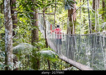 Touristenspaziergängen im Taman Negara National Park Regenwald Stockfoto