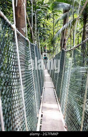 Touristenspaziergängen im Taman Negara National Park Regenwald Stockfoto