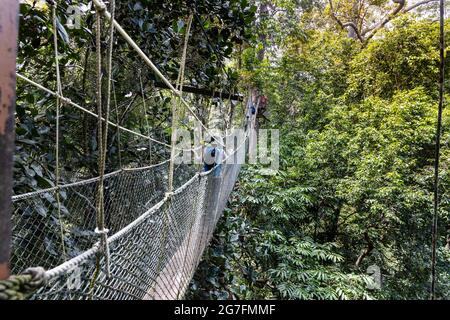 Touristenspaziergängen im Taman Negara National Park Regenwald Stockfoto