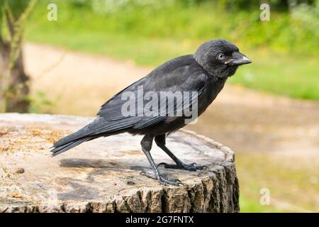 Dohlen (Corvus monedula). Profil, Seitenansicht. Stehender, vollwertiger Jugendlicher des Jahres. Nahezu unabhängig von der elterlichen Betreuung. Ende Juni, Anfang Juli Stockfoto