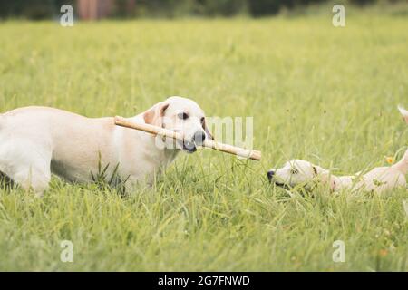 Labrador spielt auf einem Feld Stockfoto