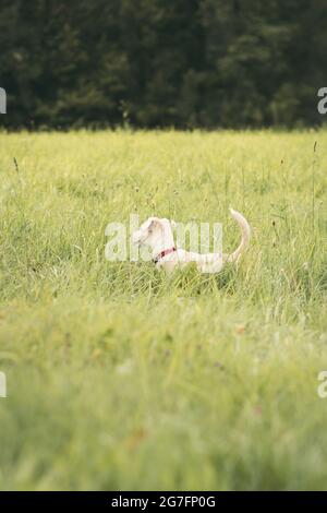 Labrador spielt auf einem Feld Stockfoto