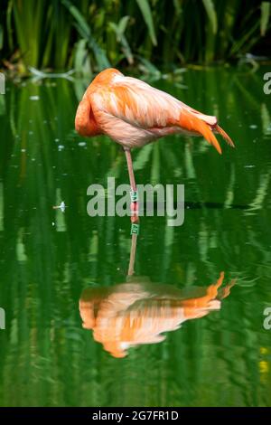 Vertikale Aufnahme eines im Wasser ruhenden Flamingos. ZSL Whipsnade Zoo, Bedfordshire, England. Stockfoto