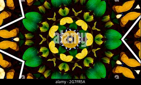 Kaleidoskop der Blätter Stockfoto