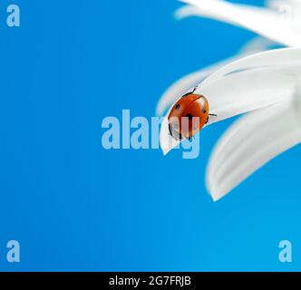 Marienkäfer auf weißem Blütenblatt auf blauem Hintergrund. Selektiver Fokus Stockfoto