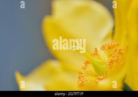 Gelbe Blütenstille und Staubgefäße aus der Nähe, Johanniskraut (Hypericum Hidcote) Stockfoto