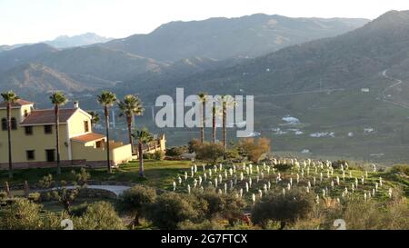 Unbekannte Arten von kleinen jungen Obstbäumen, die in der Region Andalusien in Spanien vor Frost geschützt sind Stockfoto