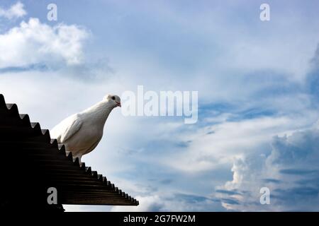 Eine weiße Taube, die unter dem dramatisch bewölkten Himmel auf dem Zinndach steht Stockfoto