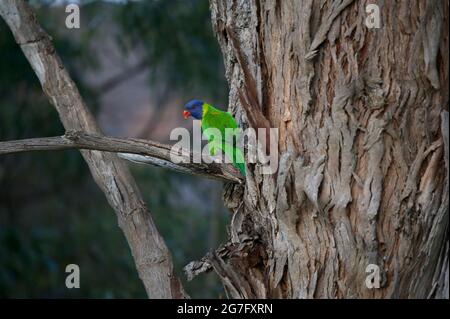 Ein Rainbow Lorikeet (Trichoglossus haematodus) in einem Baum auf dem Kingswood Golf Course in Melbourne, Australien. Die Tierwelt ist seit der Schließung des Kurses eingezogen Stockfoto