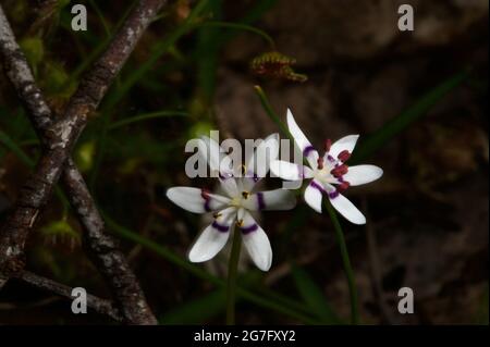 Die frühe Nancy (Wurmbea Dioica) ist eine der frühesten Wildblumen, die blühen. Seine hübschen kleinen Blumen bedeuten, dass das wärmere Wetter nicht weit entfernt ist. Stockfoto