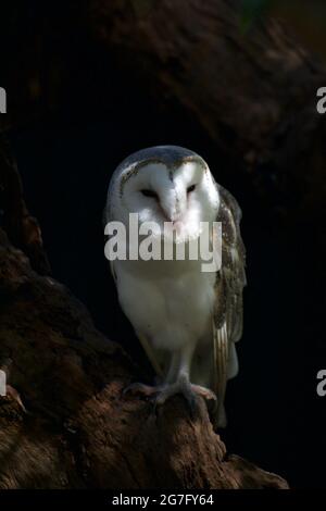 Eine Scheune Owl (Tyto Alba) sitzt in ihrem Nestloch in einem toten Baum im Healesville Sanctuary in Victoria, Australien, und begrüßt die Besucher mit einem Stare. Stockfoto