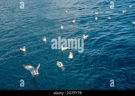 Möwen kämpfen um Brotstücke, die ins Meer geworfen werden. Schar von Möwen, die über die Küste fliegen, Nahaufnahme der Möwe. Hochwertige Fotos Stockfoto