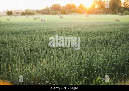 Schöner Sonnenuntergang über einem grünen Feld Stockfoto