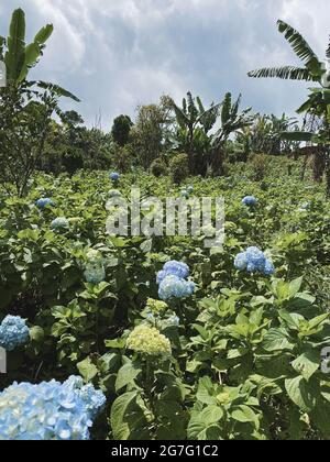 Blaue Hortensienfelder Stockfoto